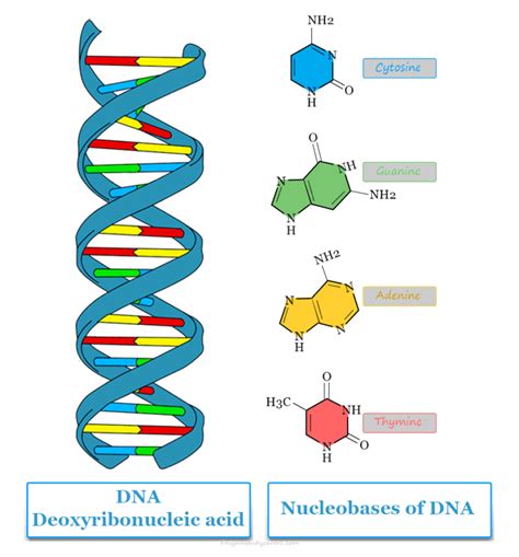The biologic synthesis of deoxyribonucleic acid .